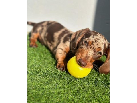 Çikolata ve çikolata merle dachshund yavrular
