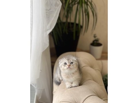 Sıfır kulak scottish fold yavrum