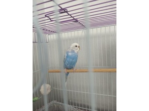 Mavi dişi muhabbet kuşu