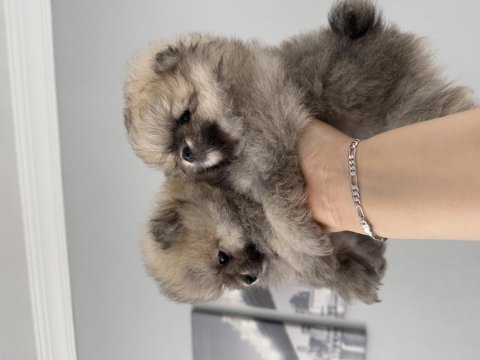Pomeranian boo