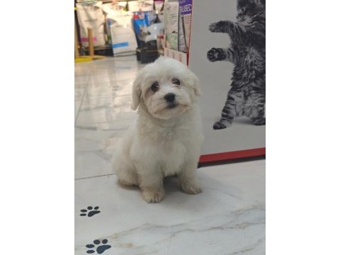 3 aylık erkek maltipoo yavrumuz yeni yuvasına gitmeye hazır