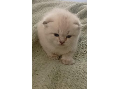 Kedilerimiz bir haftaya kadar sahiplenmeye hazırdır