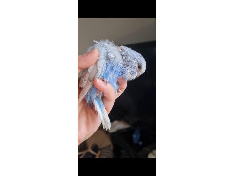 Ele alışik vıolet spangle show dişi ve erkek muhabbet