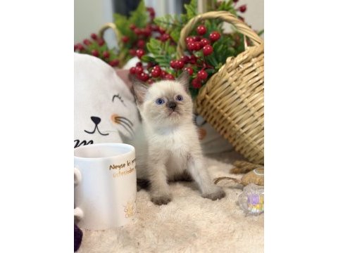 Çikolata point british shorthair