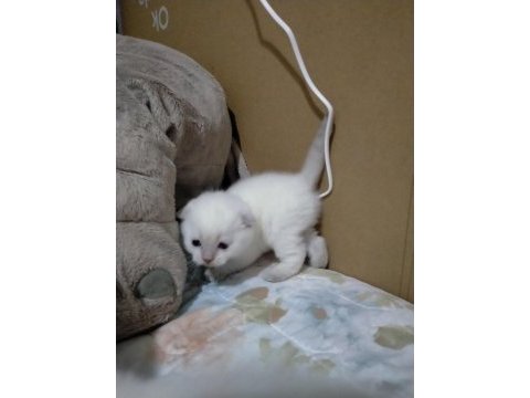 3 haftalık oyuncu scottish fold bebekler