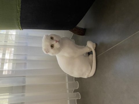 Scottish fold yavrumuza yuva ücretsiz sahiplendirme