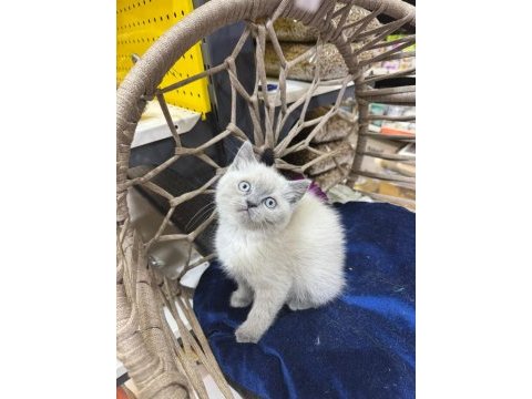 2 aylık british shorthair yavru kedilerimiz