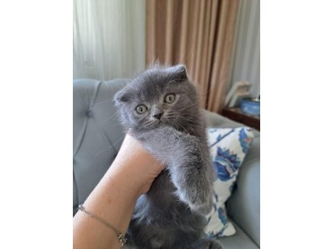 Teslime hazır güzel kediler sizi bekliyor