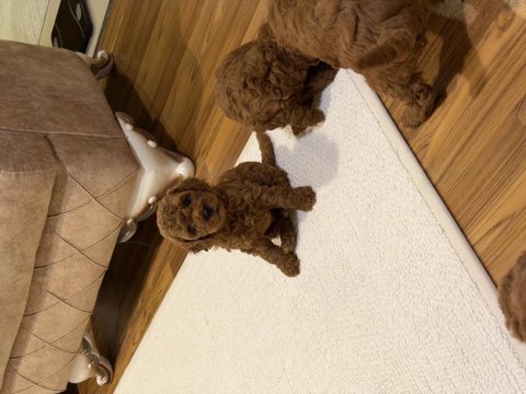 Aynı anneden 3 erkek yavru toy poodle