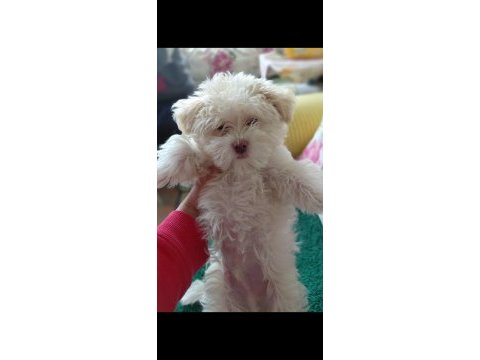 Maltese terrier erkek