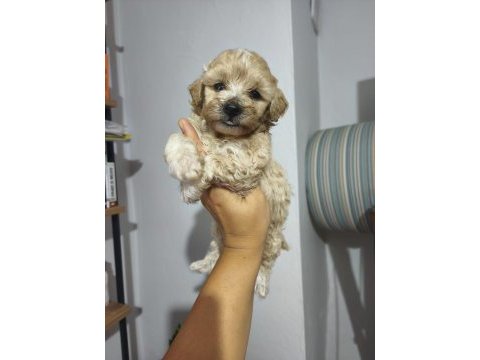 Maltipoo bebekler