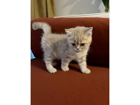 British shorthair yavrumuz şecereli baba