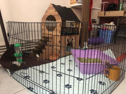 İki dişi ginepig