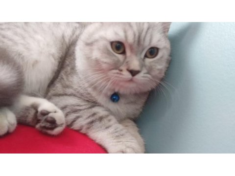 British shorthair - 19 mayıs doğumlu erkek