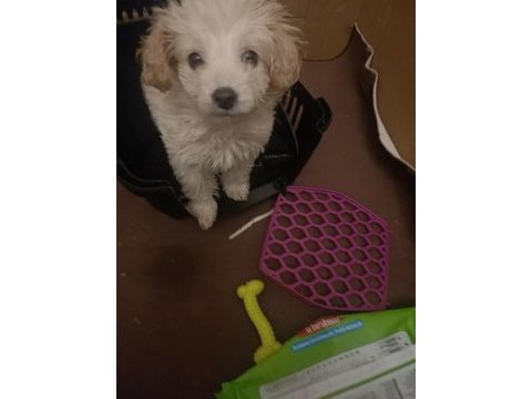Çok oyuncu sevgi pıtırcığı maltipoo