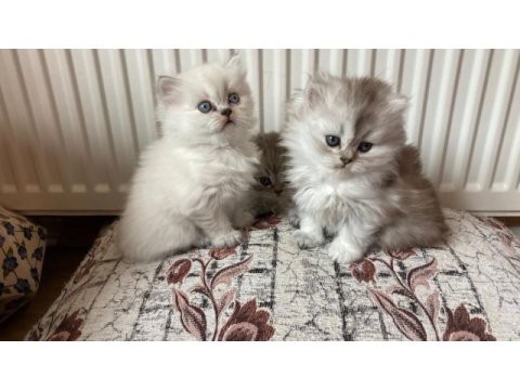 British longhair bebişler