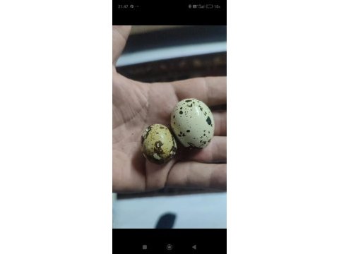Kuluckalik jumbo bıldırcın yumurtası