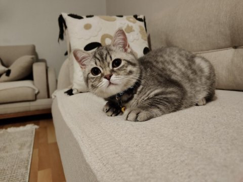 19 mart doğumlu british shorthair