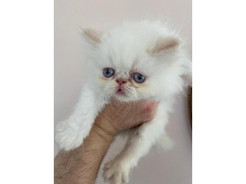 Safkan anne babadan şov kalite exotic yavrular