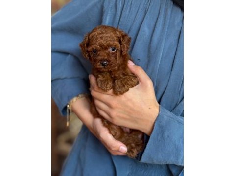 Orjinal teacup kore dark brown poodle yavrular