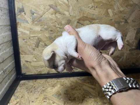 Elma kafa küt burun chihuahua