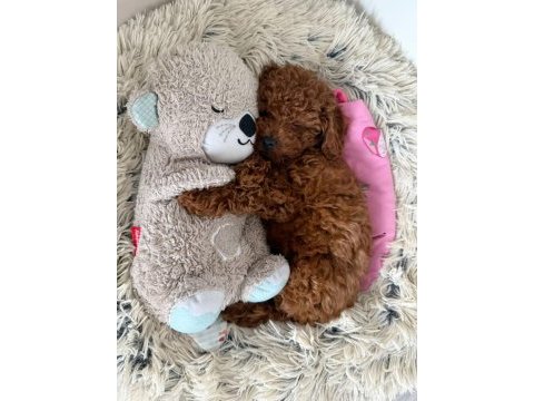 Yuva arayan bebek poodle 