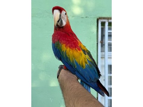 Teslime hazır scarlet macaw yavrumuz