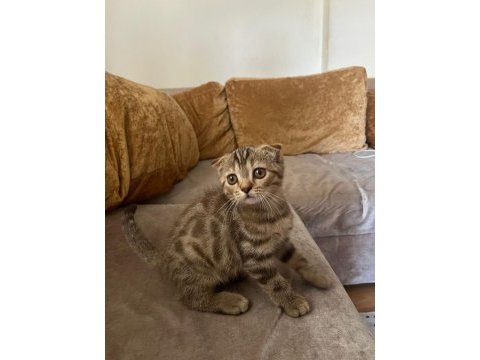 Babasının scottish fold oğlunu sahiplendiriyoruz