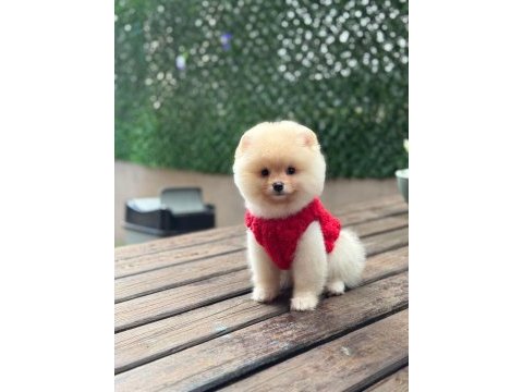 Üst kalite pomeranian boo