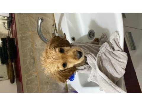 5 aylık english cocker
