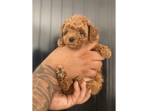 Kore poodle bebekler hazır