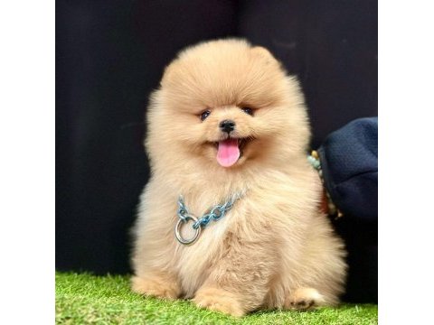 Safkan pomeranian boo yavrularımız