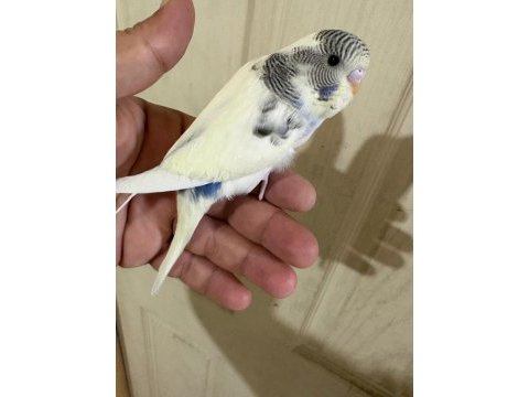 33 günlük dişi bebek muhabbet kuşu