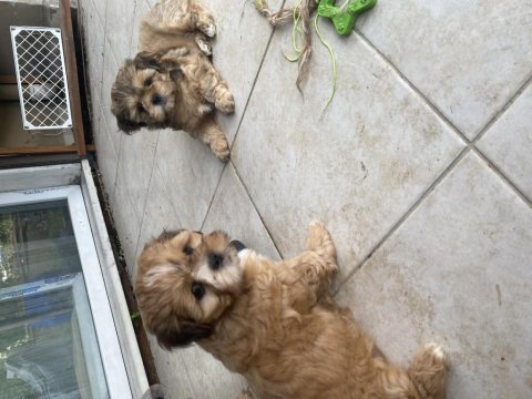2,5 aylık güzel gözlü shih tzu kızlarım