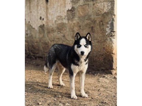 14 aylık erkek ve 12 aylık dişi husky