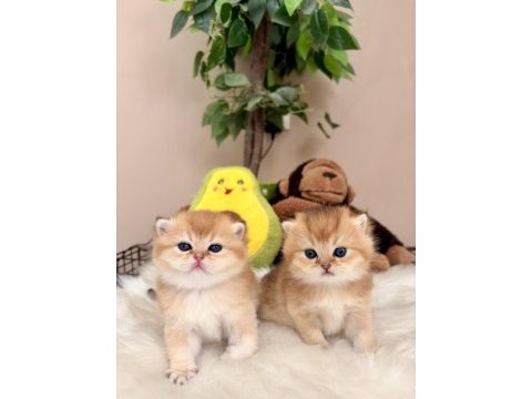 Golden british shorthair bebekler