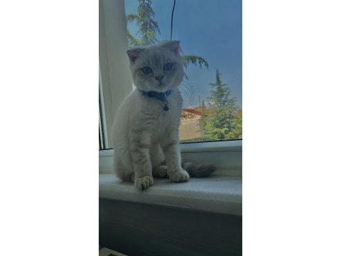 7 aylık erkek scottish fold