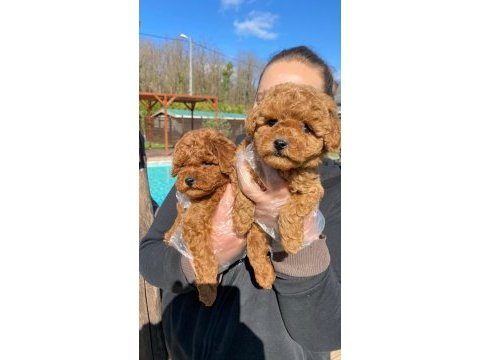 Tea cup  orjinal toy poodle yavrulari