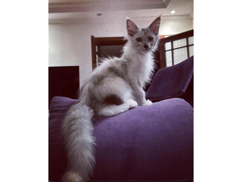Safkan maine coon scr li