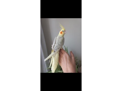 Full evcil dişi sultan papağanı yavrusu