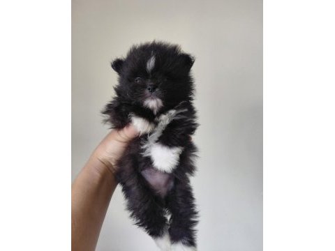 Pomeranian parti color
