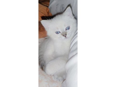 Silver point kedimiz