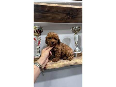 Cinsinin en iyisi köpeğimiz