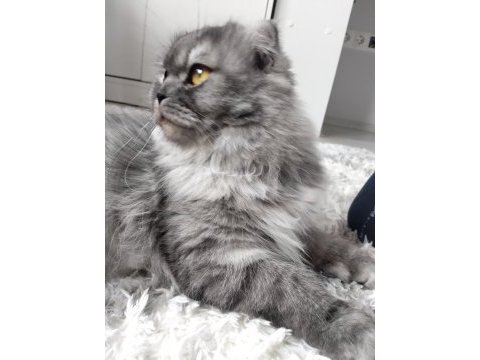 Güzel asil yetişkin kedim