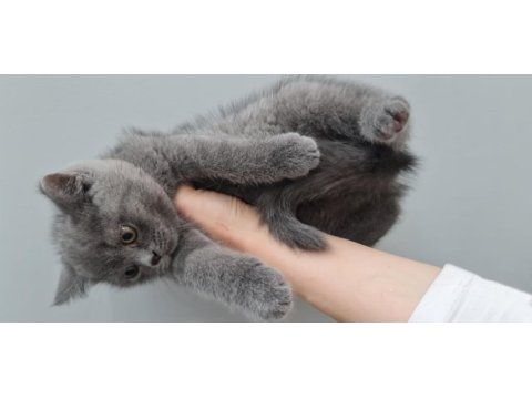 2 aylık british shorthair
