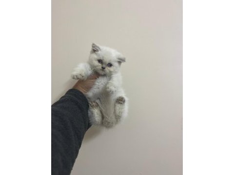 Teslime hazır a kalite bebek british shorthair