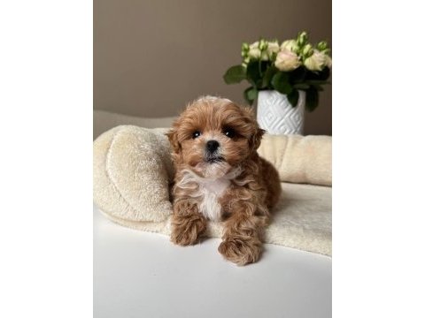 Kore maltipoo