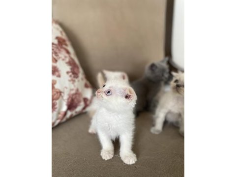 2 aylık güzeller güzeli scottısh bebekler