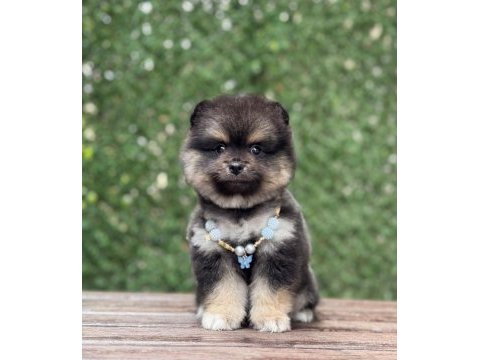 Uyguna renkli pomeranian