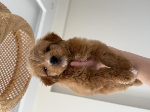 Party color maltipoo